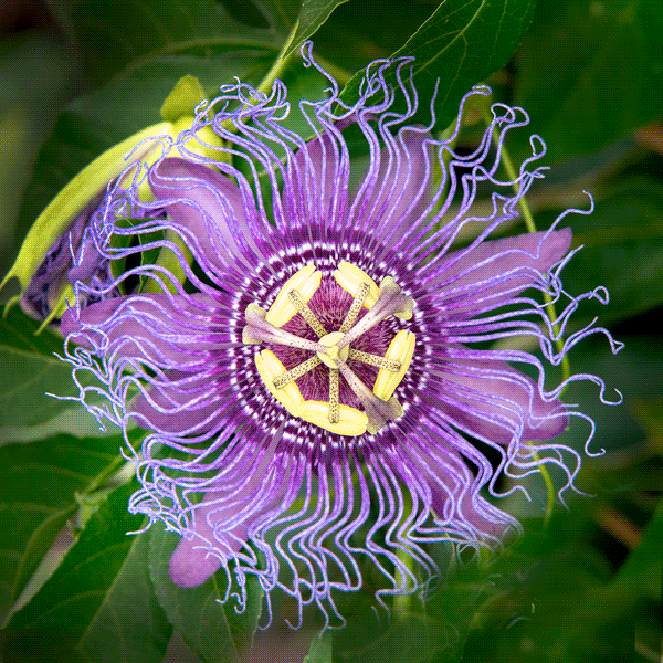 Patterned by Nature